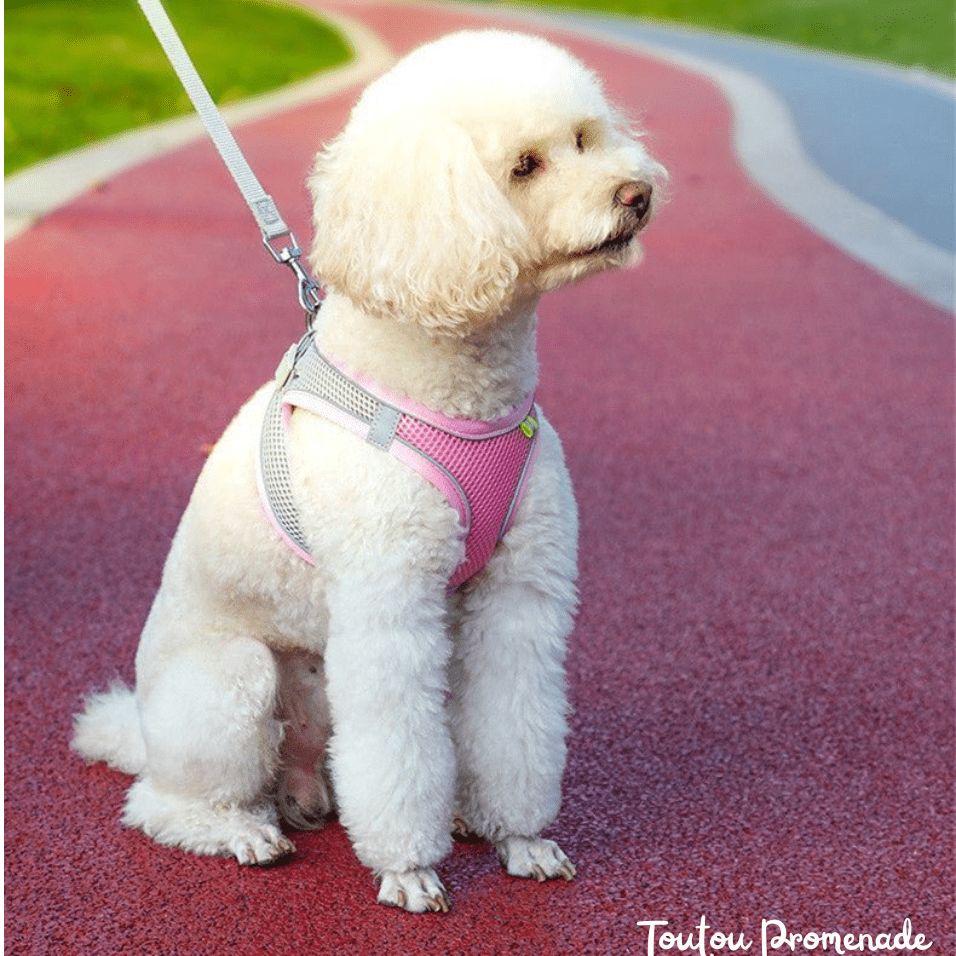 Harnais Chien Respirant & Réfléchissant | VestRun Pro