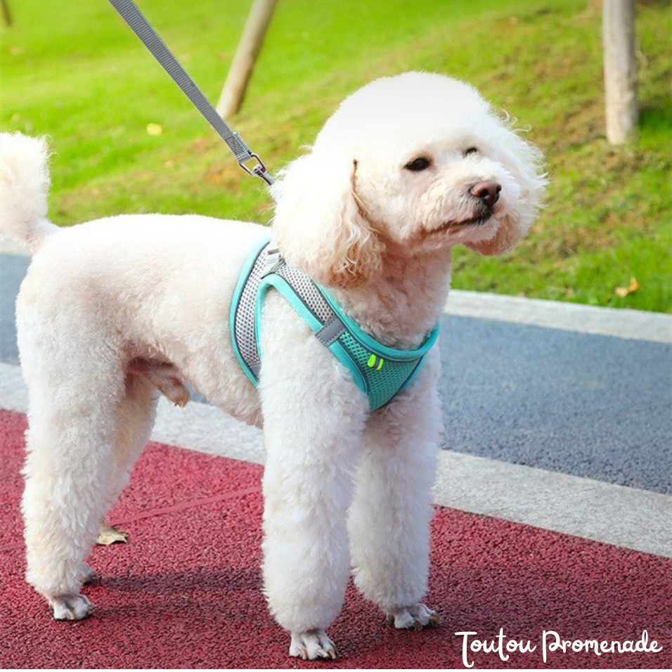 Harnais Chien Respirant & Réfléchissant | VestRun Pro