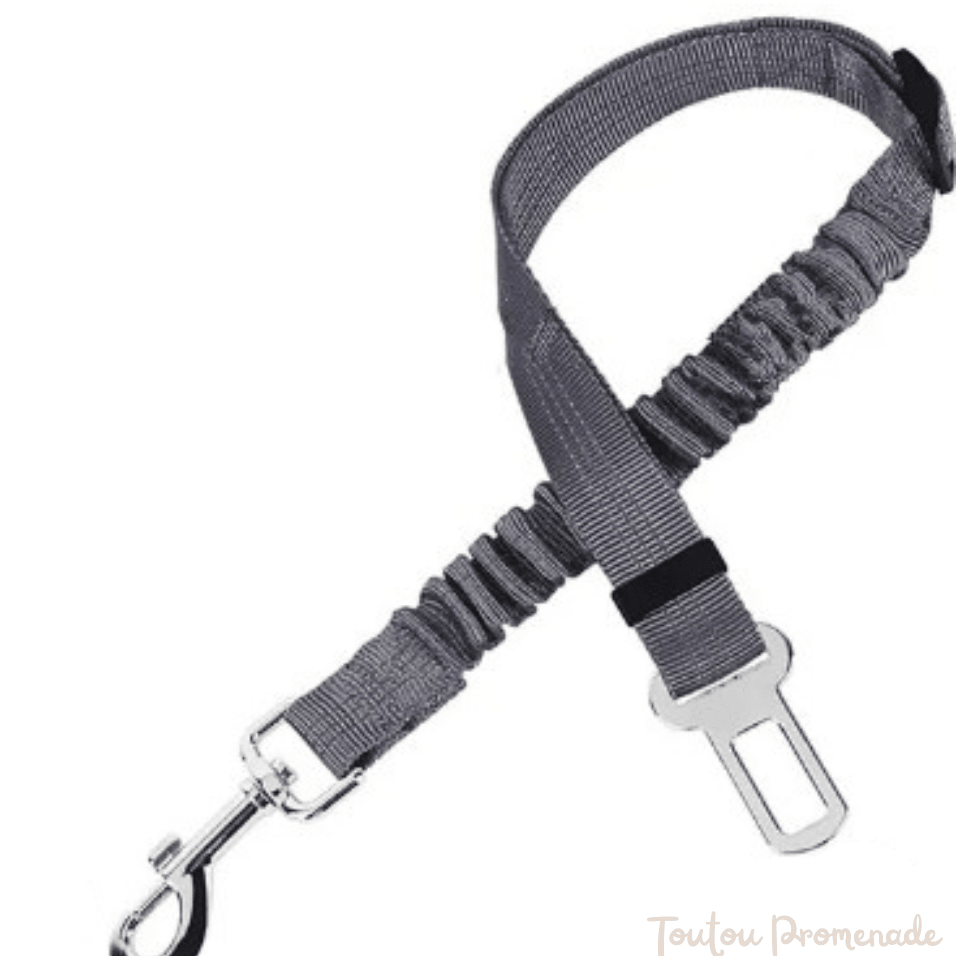 Laisse pour chien| PowerWalk