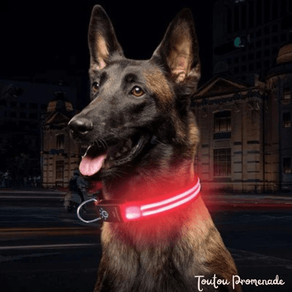 Chien portant le collier LED LEDCollarDog rose illuminé dans l'obscurité