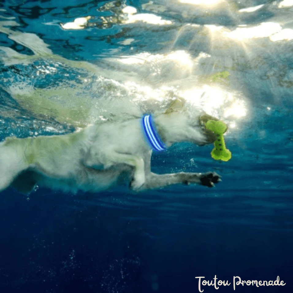 Collier LED LEDCollarDog bleu lumineux rechargeable USB pour promenades nocturnes sécurisées