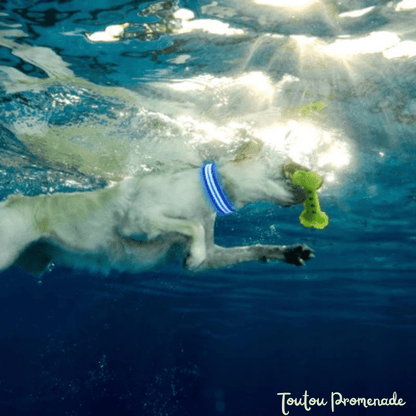 Collier LED LEDCollarDog bleu lumineux rechargeable USB pour promenades nocturnes sécurisées