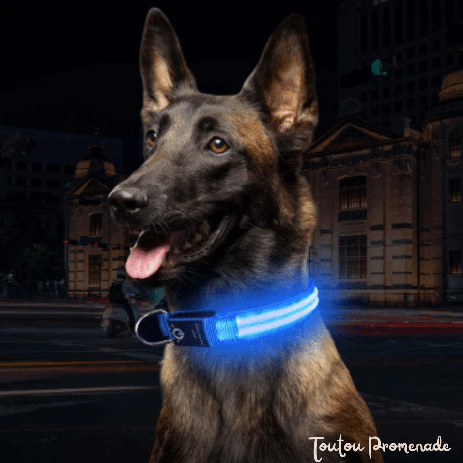 Collier LED LEDCollarDog bleu ajustable avec boucle de sécurité robuste