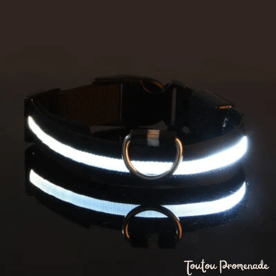 Collier LED LEDCollarDog noir lumineux rechargeable USB pour promenades nocturnes sécurisées