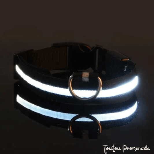 Collier LED LEDCollarDog noir lumineux rechargeable USB pour promenades nocturnes sécurisées