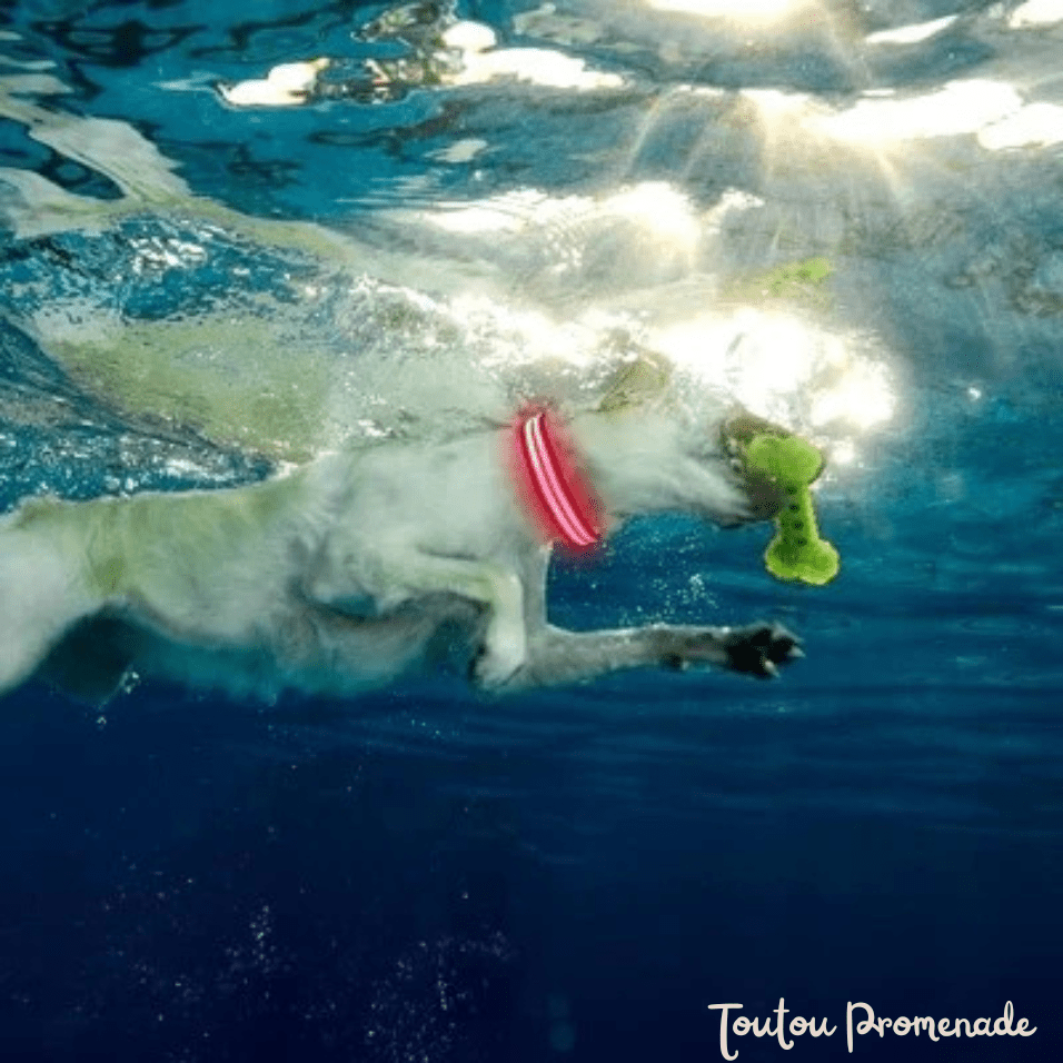 Collier LED LEDCollarDog rose lumineux rechargeable USB pour promenades nocturnes sécurisées