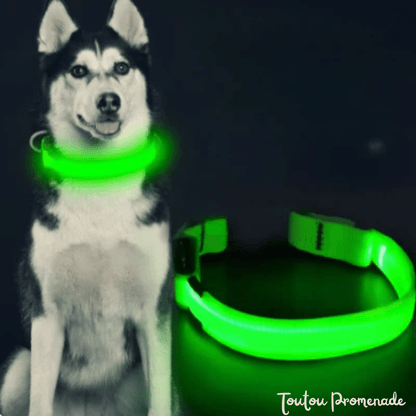 Collier LED LEDCollarDog vert lumineux rechargeable USB pour promenades nocturnes sécurisées