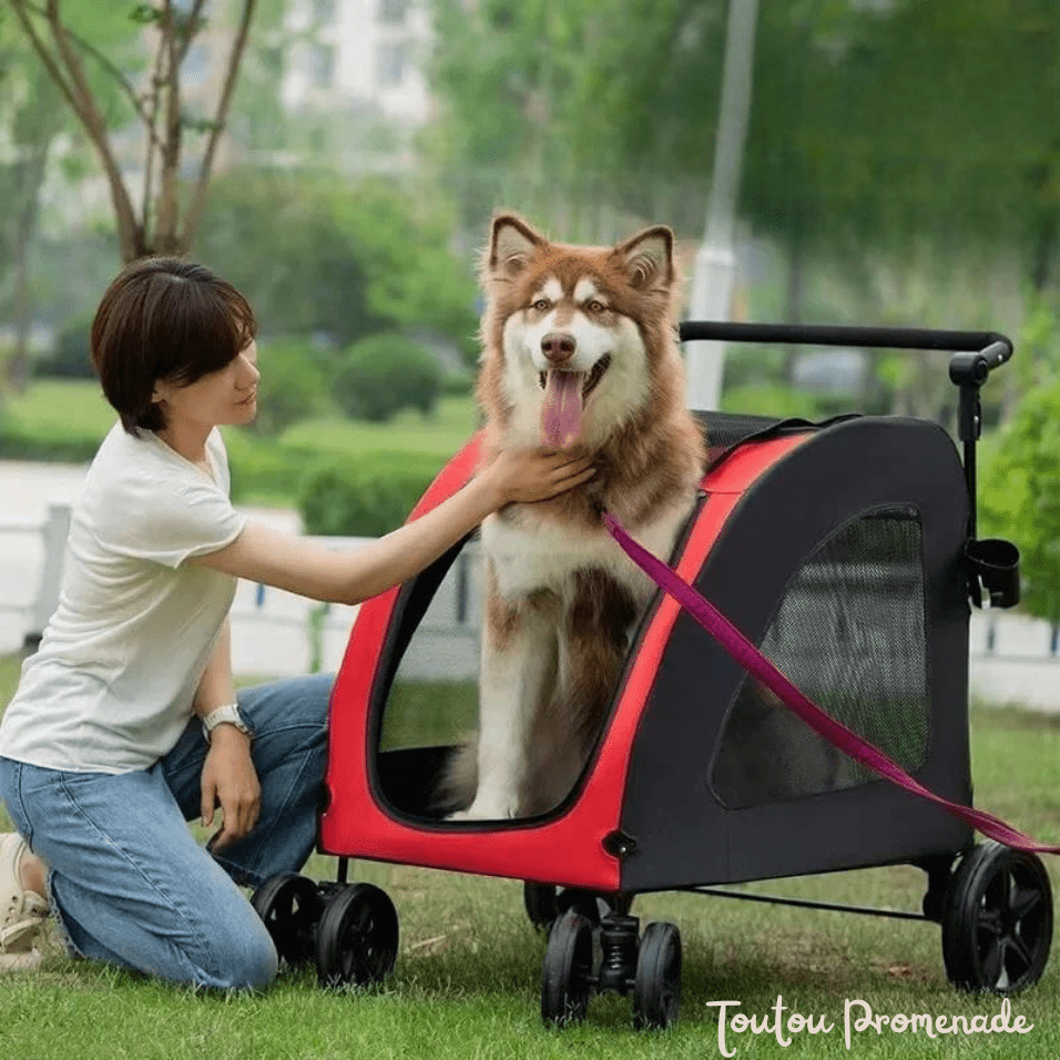 chien confortablement installé dans la poussette StrollyPet rouge