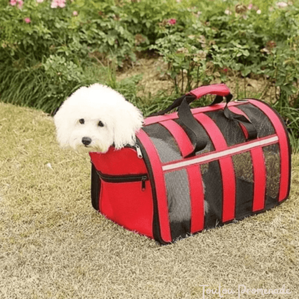 Petit chien confortablement installé dans le sac de transport MeshPetCarrier rouge