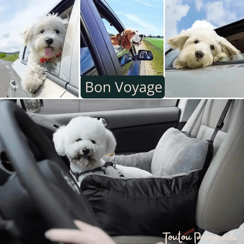 Siege auto pour petit chien