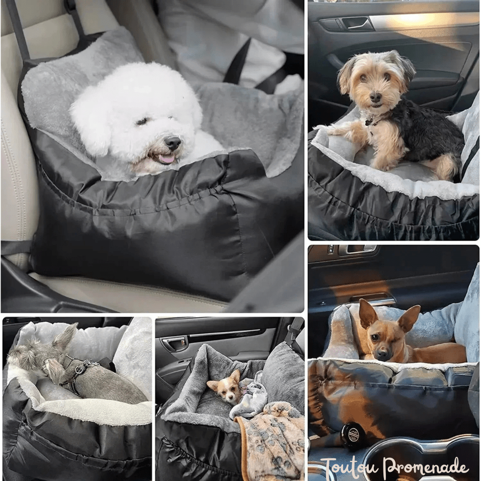 Petit chien confortablement installé dans le siège auto PetCarSeat bleu avec vue panoramique