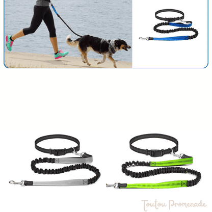 Laisse pour chien|FreeRun