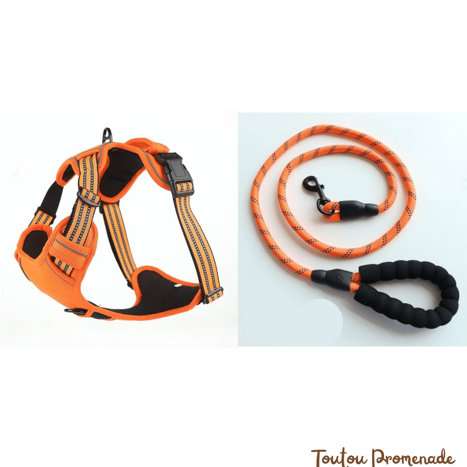 Harnais Chien Respirant & Anti-Traction | AirGuard