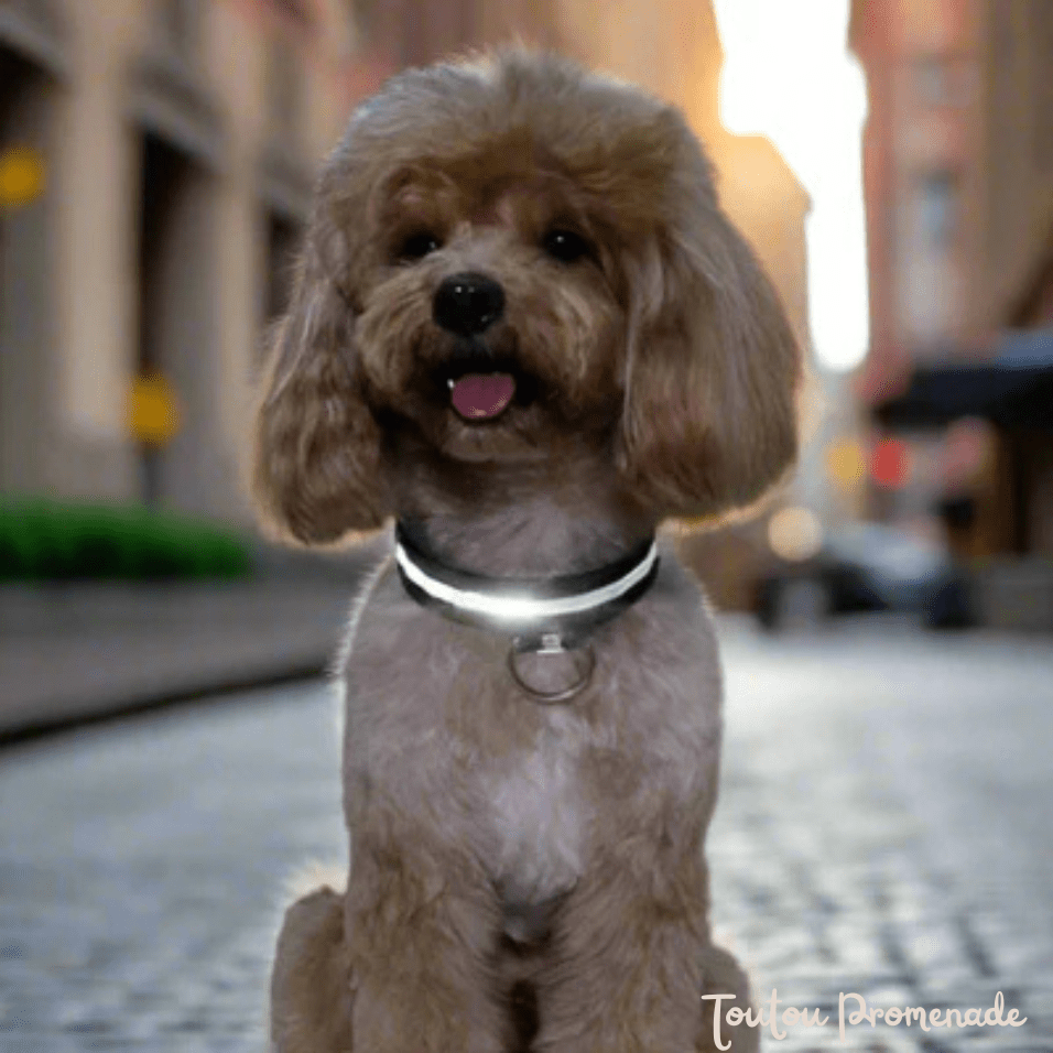 Chien portant le collier LED LEDCollarDog noir illuminé dans l'obscurité