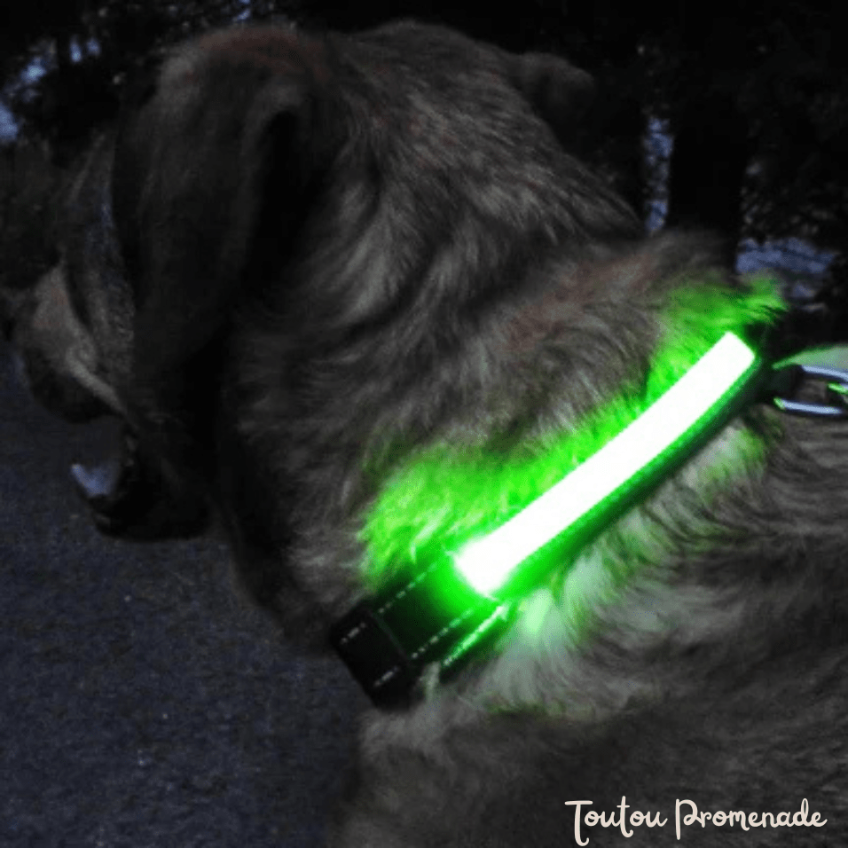 Chien portant le collier LED LEDCollarDog vert illuminé dans l'obscurité