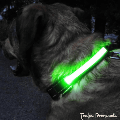 Chien portant le collier LED LEDCollarDog vert illuminé dans l'obscurité