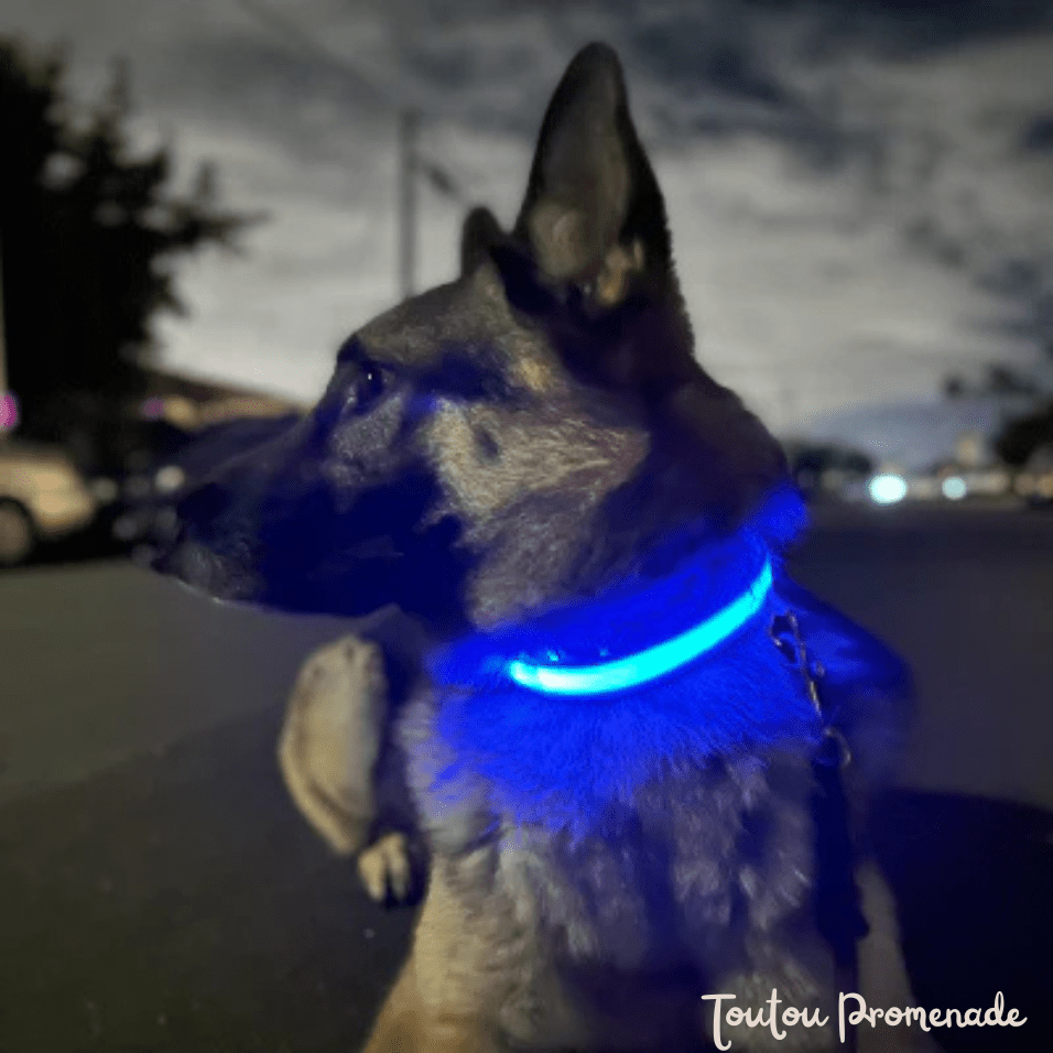 Chien portant le collier LED LEDCollarDog bleu illuminé dans l'obscurité
