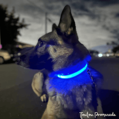 Chien portant le collier LED LEDCollarDog bleu illuminé dans l'obscurité