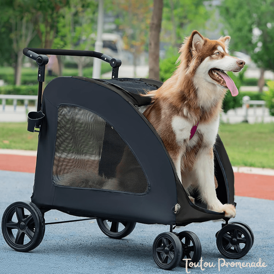 chien en promenade dans la poussette StrollyPet rouge 
